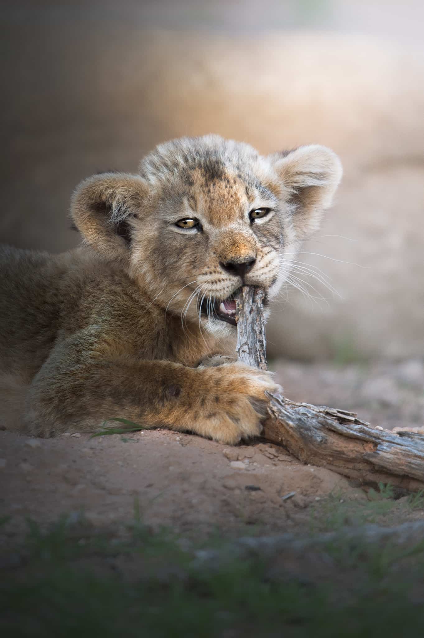 Viaggio fotografico Kgalagadi