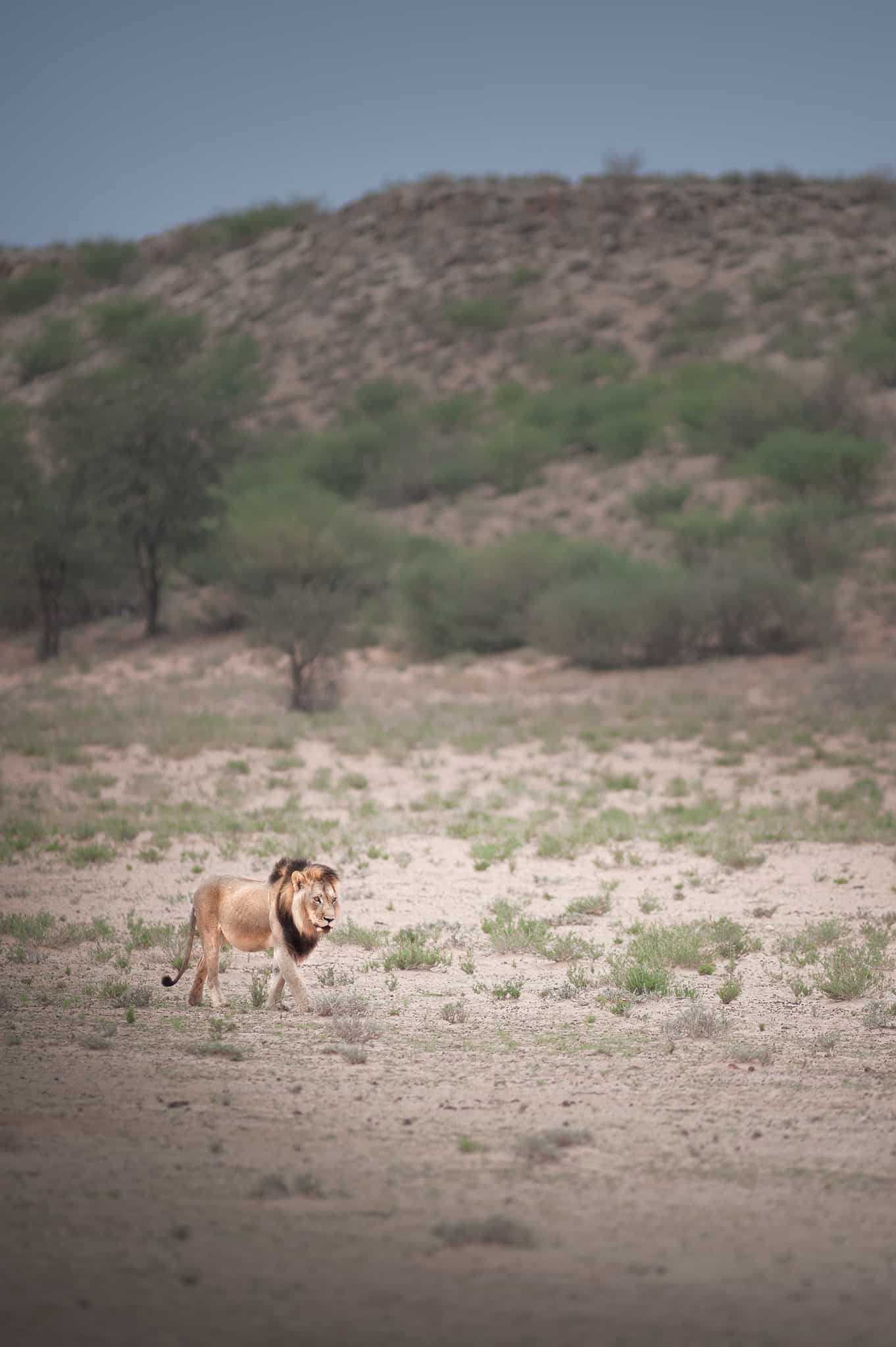 Viaggio fotografico Kgalagadi 