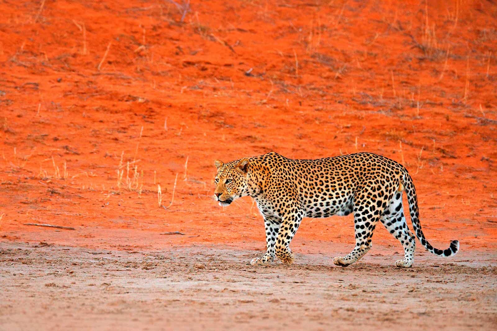 Kgalagadi Transfrontier Park 