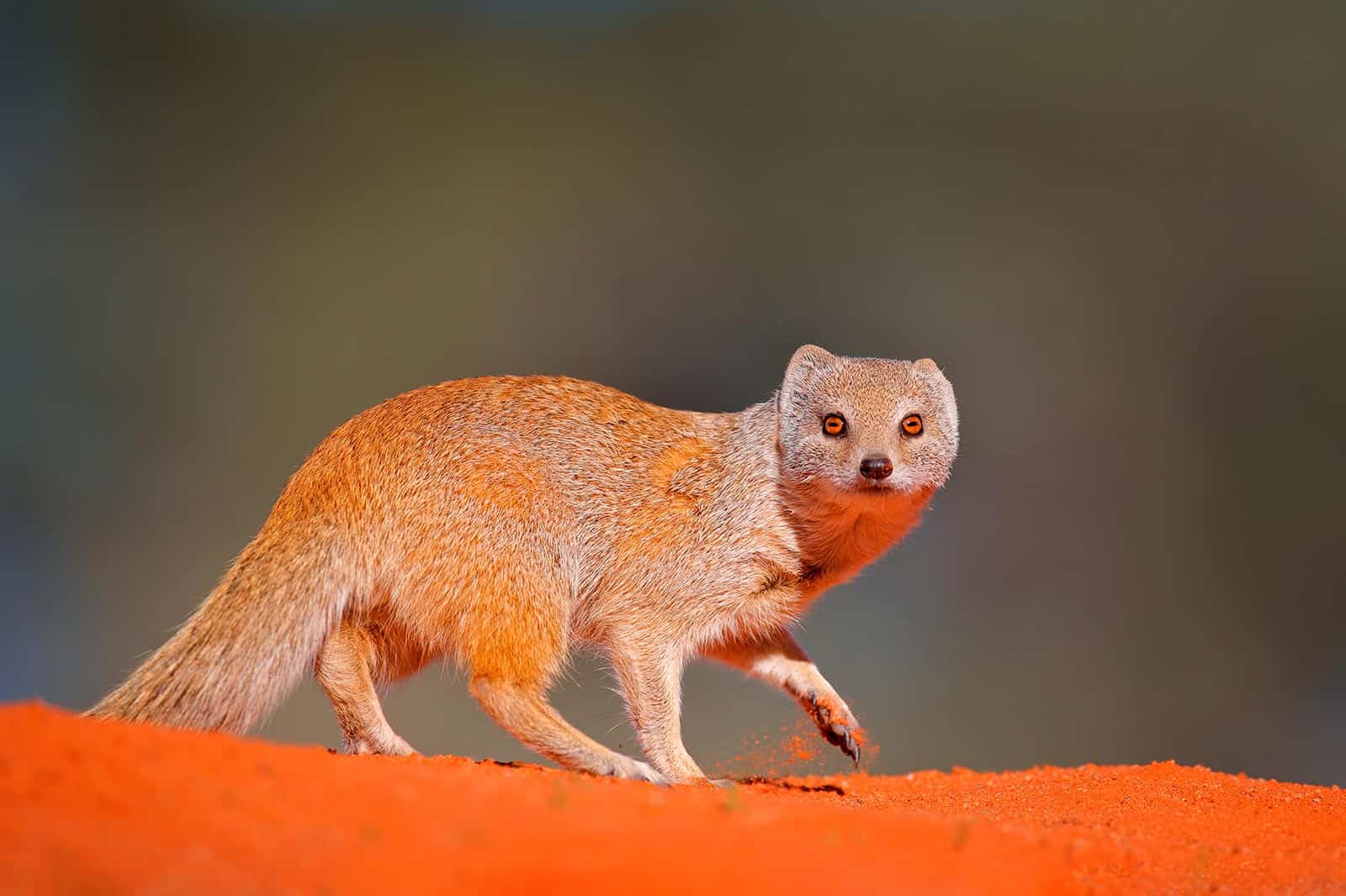 Viaggio fotografico Kgalagadi