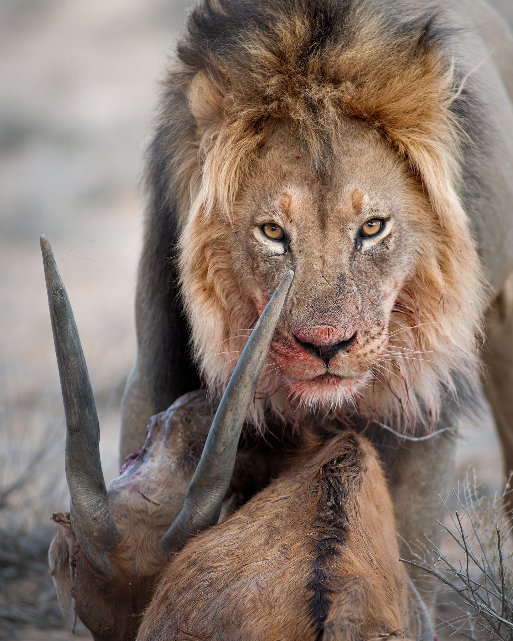 Kgalagadi Transfrontier Park